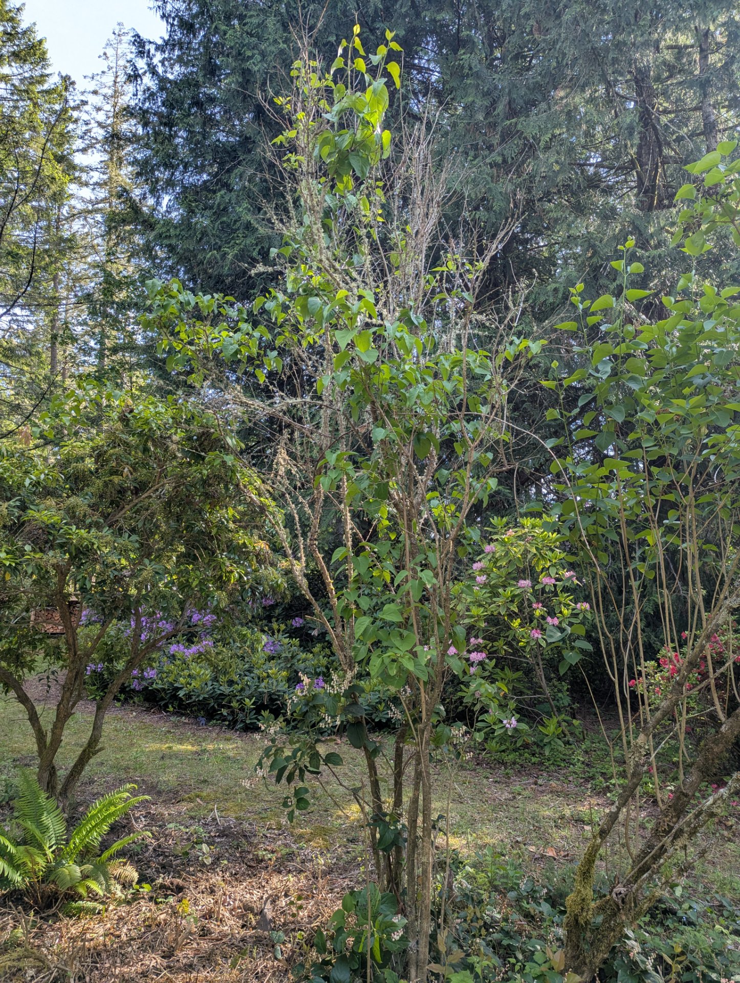 Lilac — tall leggy specimen, May 2026