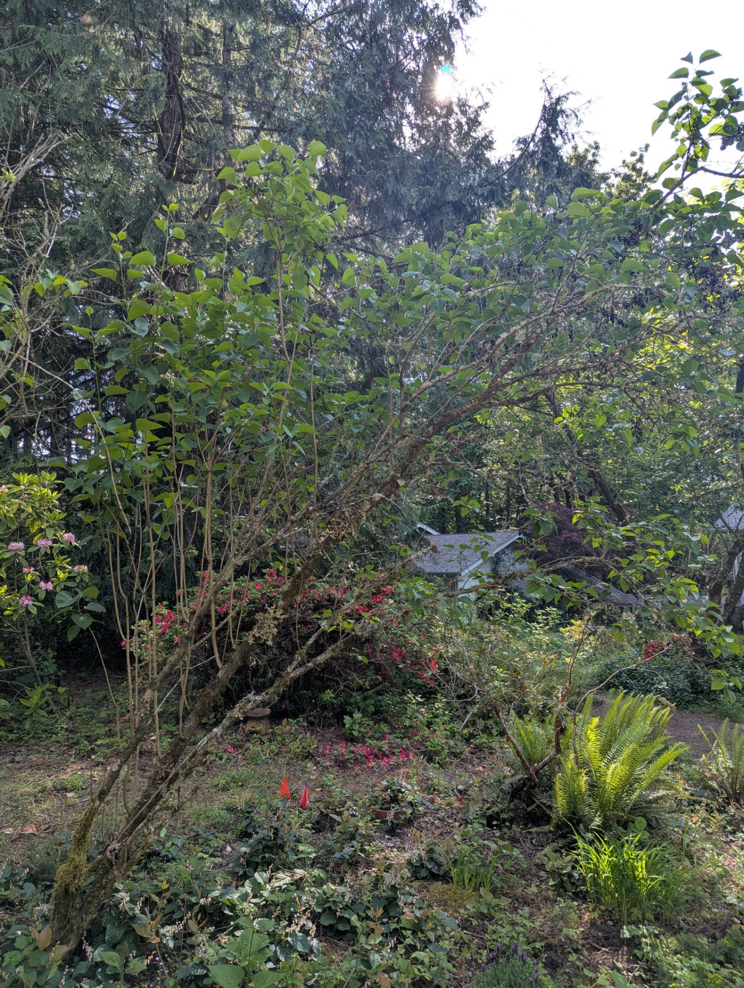 Lilac — sprawling neglected specimen, May 2026