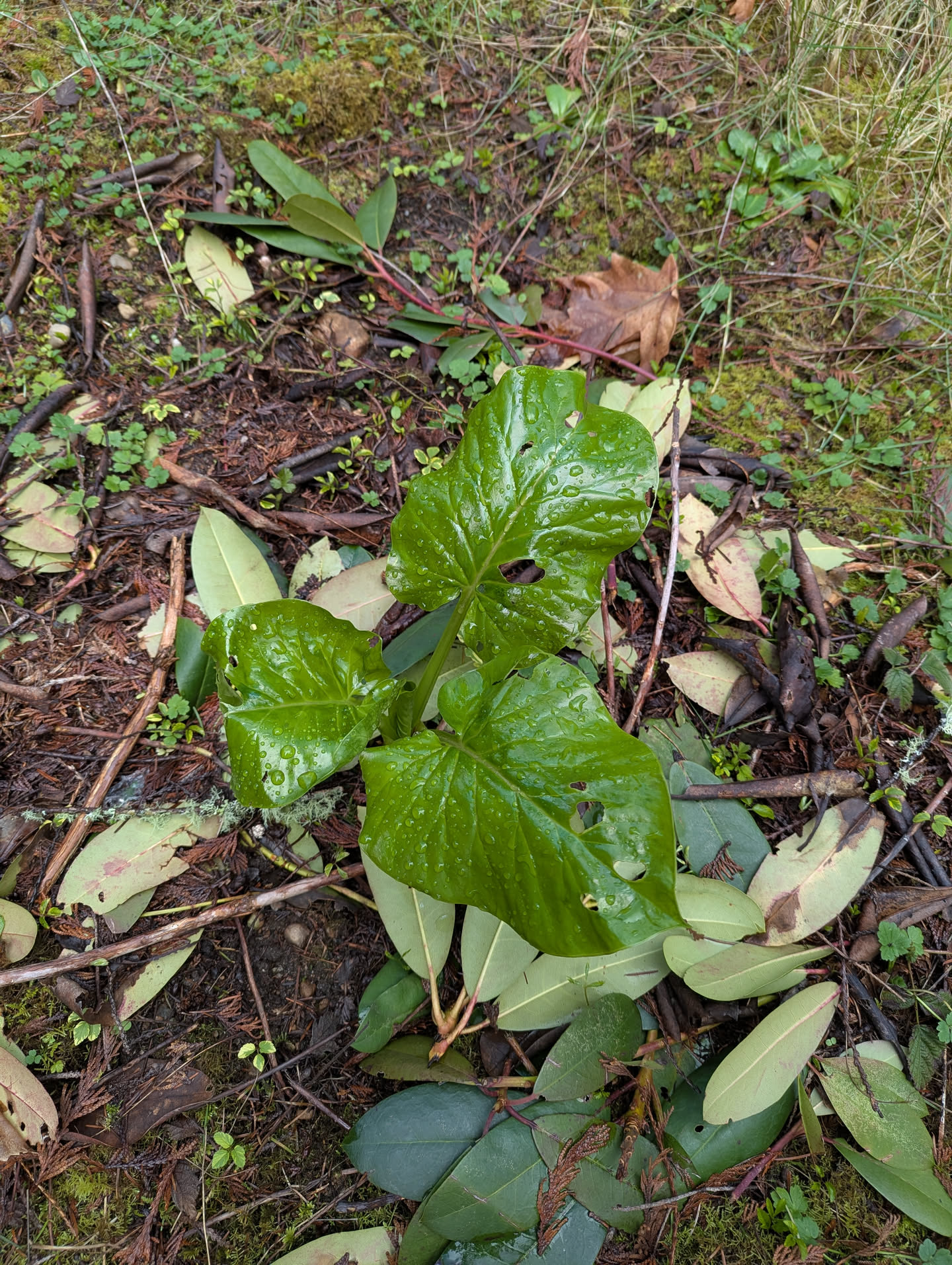 Arum italicum foliage emerging from woodland floor, March 2026