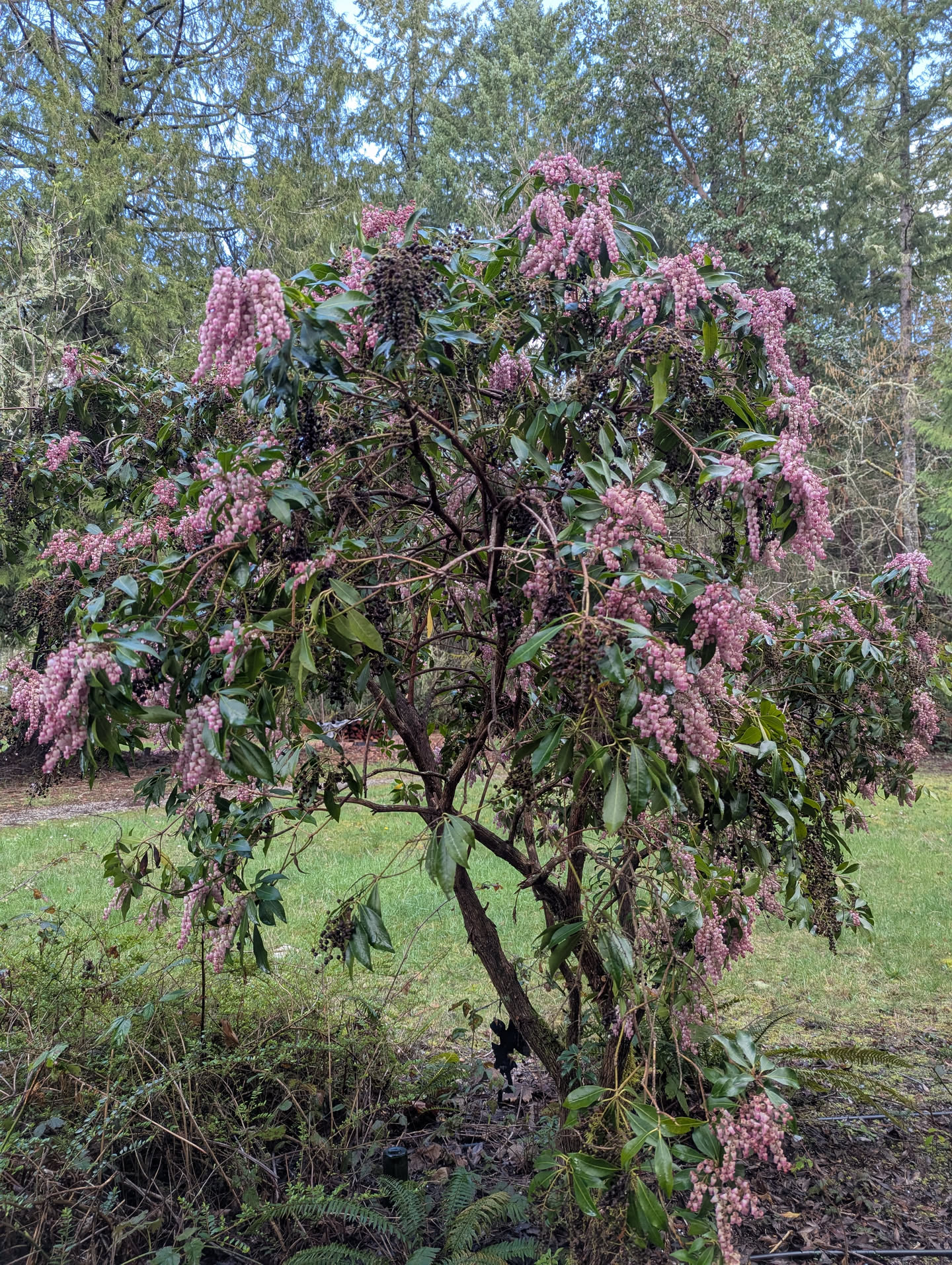 Pieris japonica in full flower, March 2026