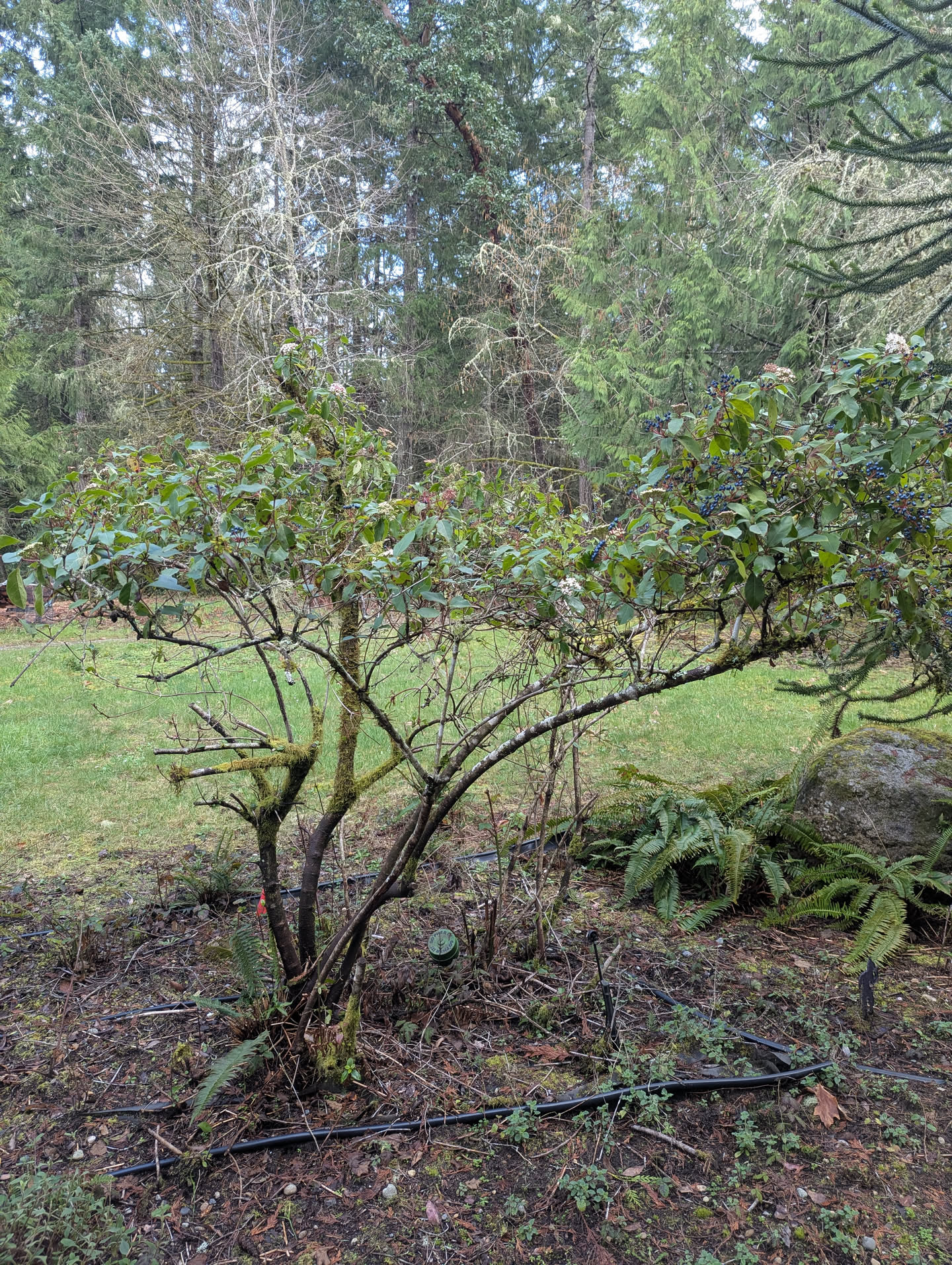 Camellia japonica shrub with drip irrigation, March 2026