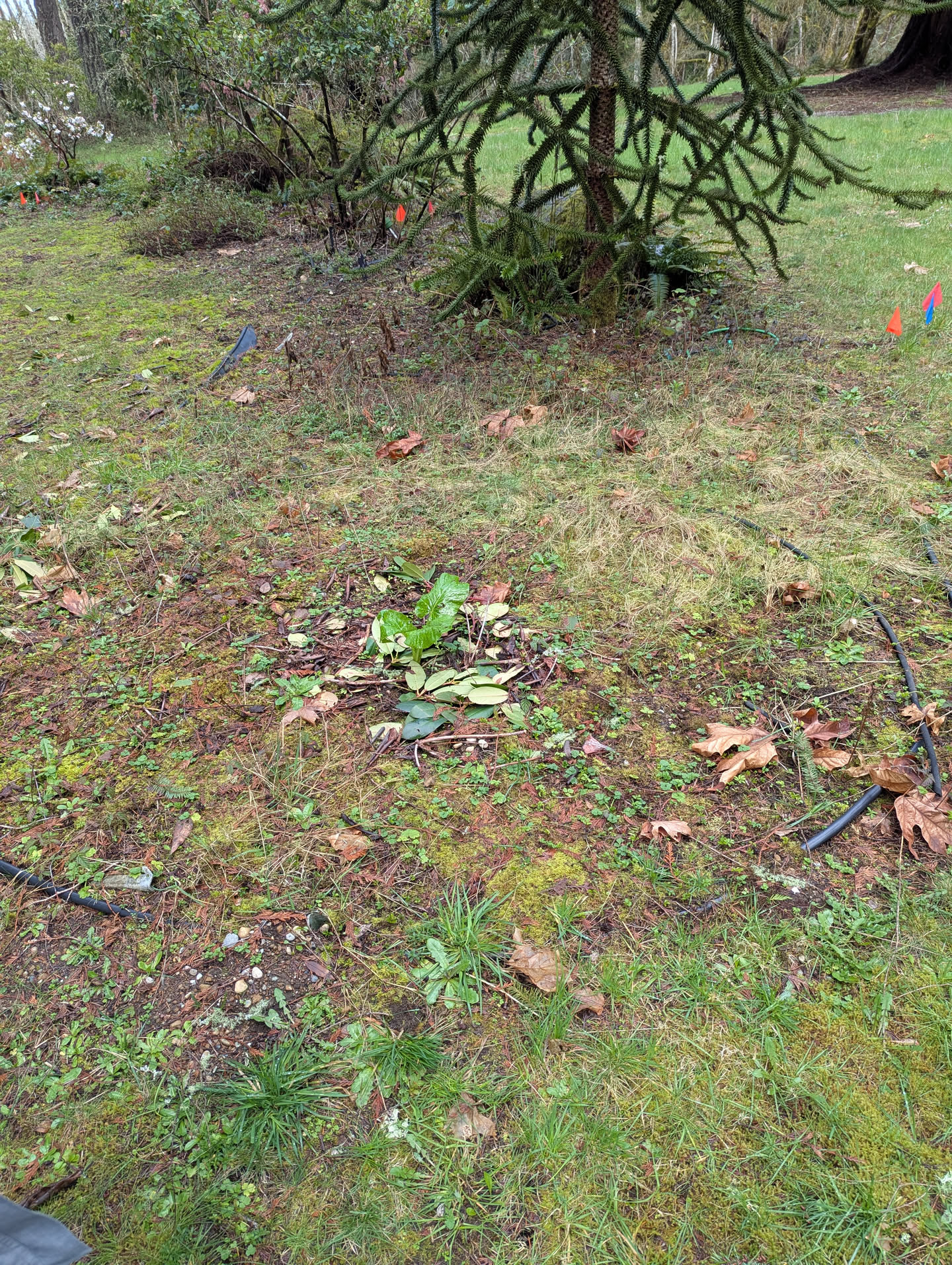 Monkey Puzzle tree canopy with emerging ground cover, March 2026